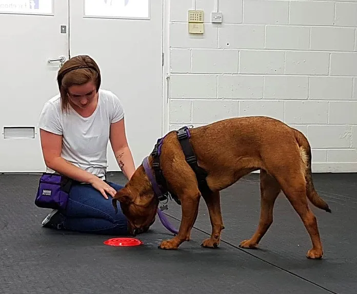 Hund schnüffelt an rotem Teller vor der Trainerin