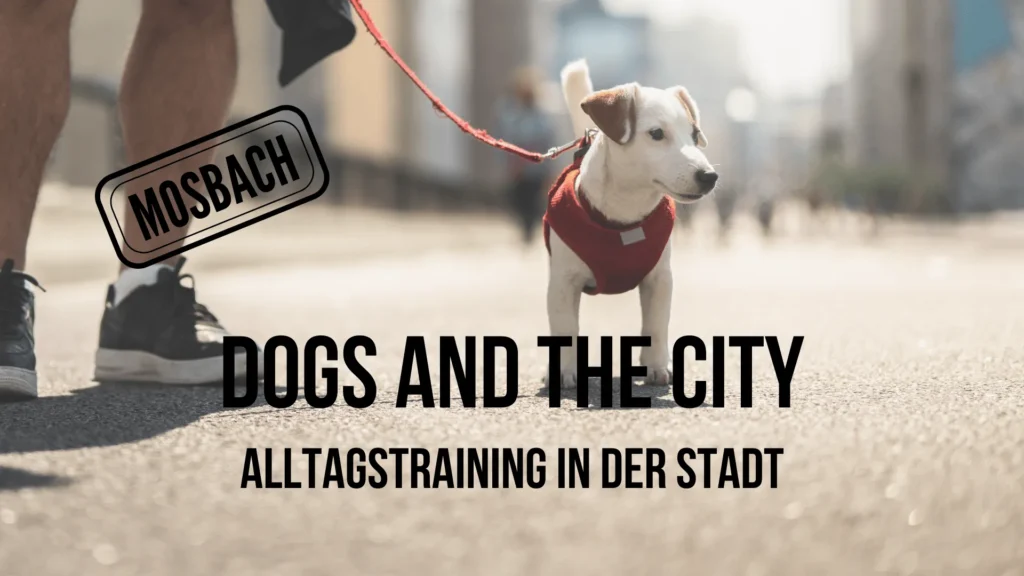 Dogs and the City Titelbild Kleiner Welpe läuft in der Stadt