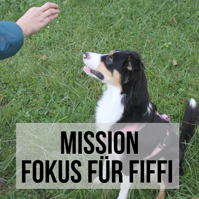Titelbild Mission: Fokus für Fiffi