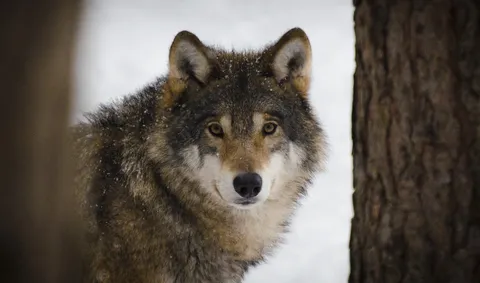 Wolf schaut zwischen den Baumen zur Kamera