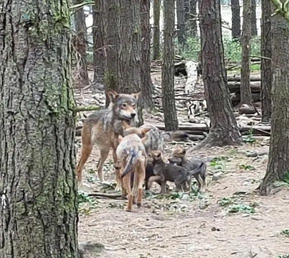 Wolf Familie im Wald