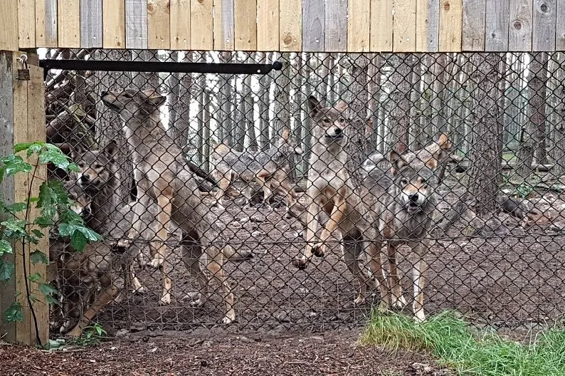 The wolves waiting for the slide to open
