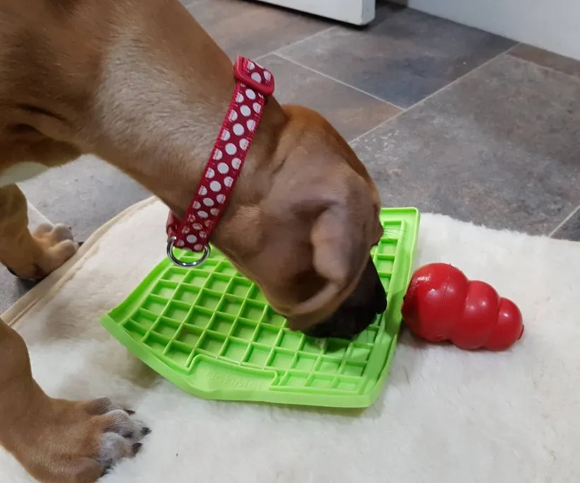 9 weeks old Kanzi with her Licki Mat and Kong.
