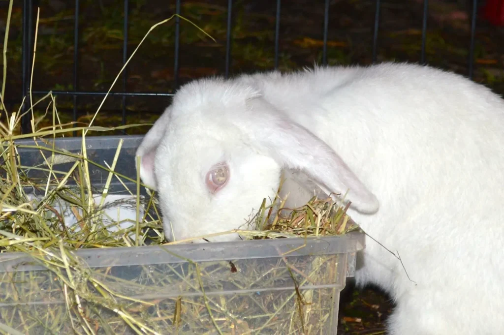 Blind Snow White in her hay box, searching throught the hay for sprinkled treats.