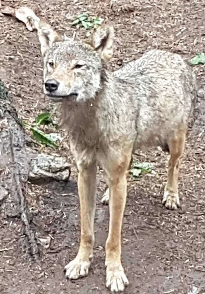 Jungwolf im Wald